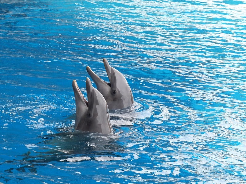 Dolphin Painting